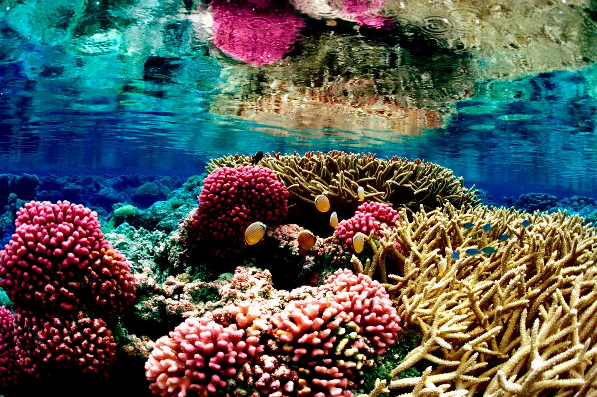 UNDP Planet tweet media