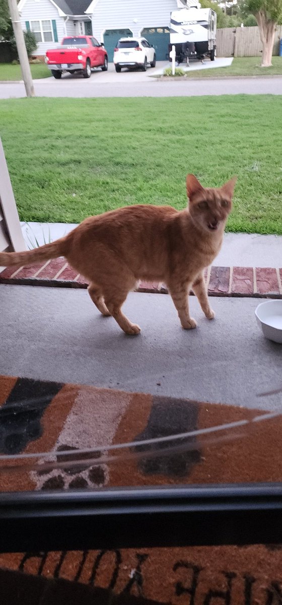 koreankauboi's tweet photo. Pumpkin the communal cat introduced himself to me and broke into my house. https://t.co/EAjLkcbjRI