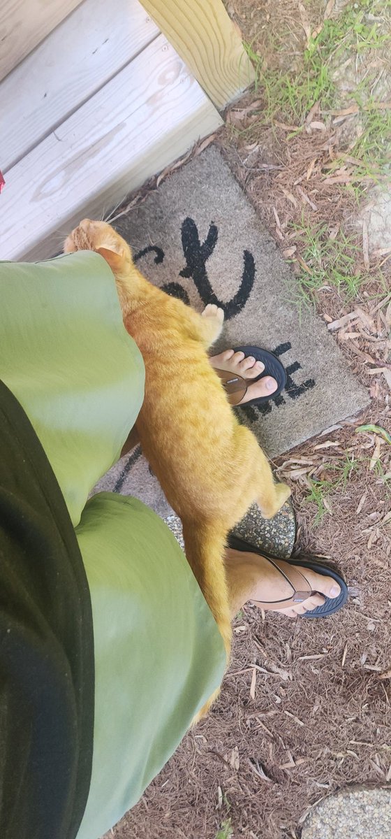 koreankauboi's tweet photo. Pumpkin the communal cat introduced himself to me and broke into my house. https://t.co/EAjLkcbjRI