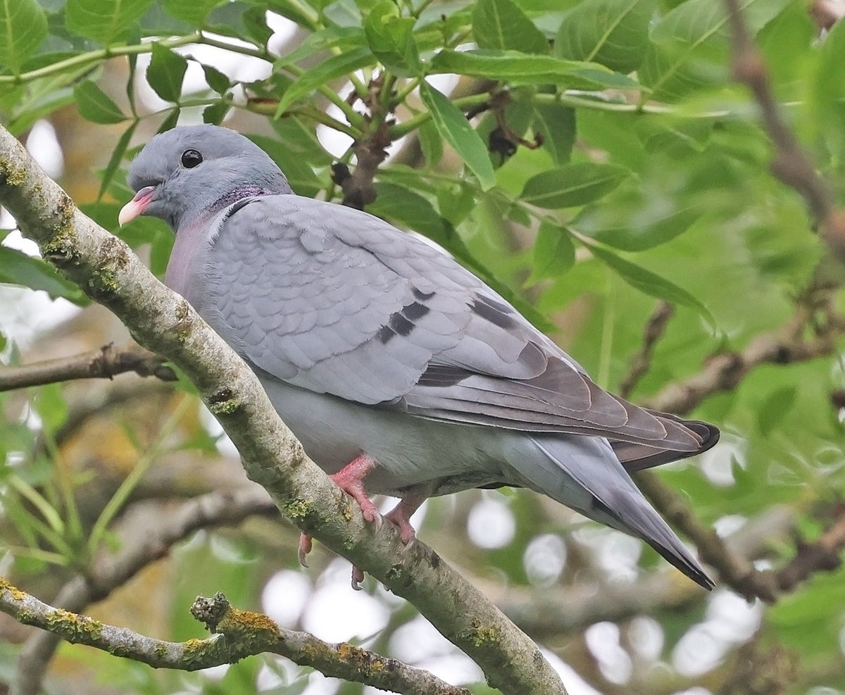 ElleryTrev16932's tweet photo. Turtle Dove and Stock Dove, Portland Bird Observatory, Dorset and Wendover Bucks. https://t.co/dJlfqMo9Gl