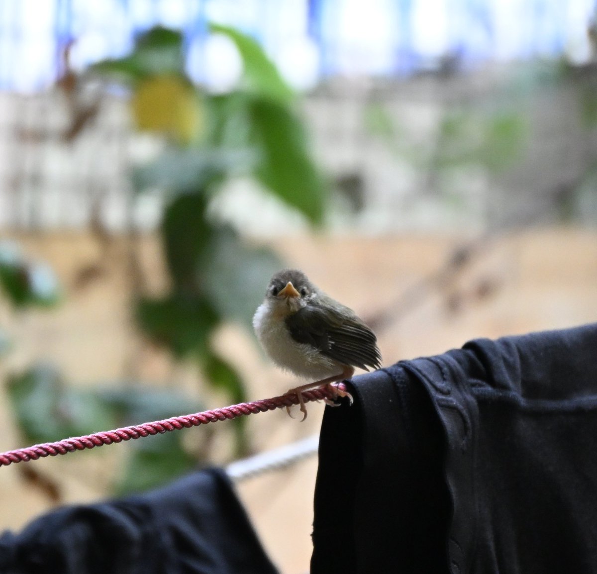 spryeeet's tweet photo. wanted y'all to see this poofy bb tailorbird and it's protective parent https://t.co/IgPIYqZQI6