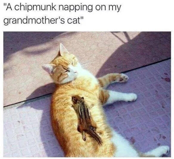 WholesomeMemes tweet media