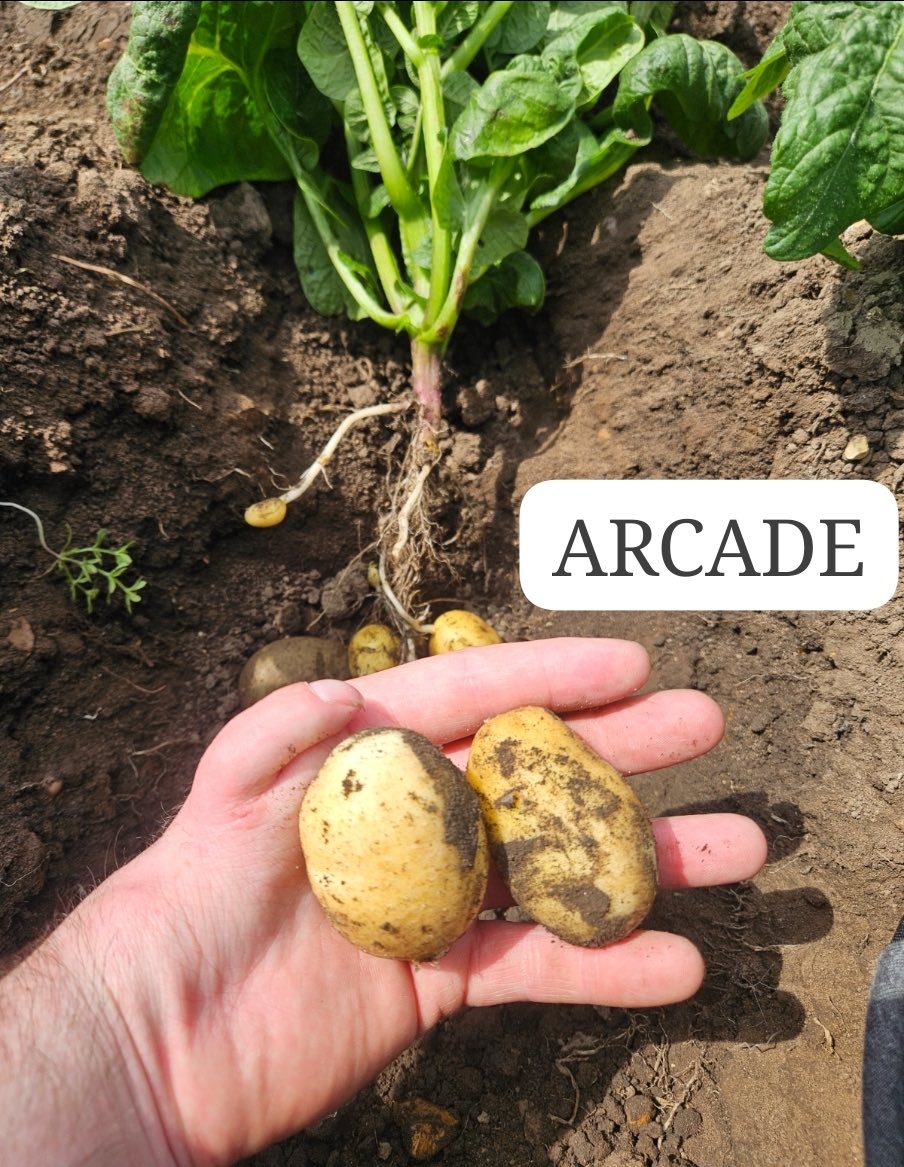 mitchellpots's tweet photo. Arcade and Babylon new crop coming on nicely in Cambridgeshire. Field sample dig by Luke Edgley , Nightlayers Farm #potatoes #ukagriculture #chippychips #foodservice https://t.co/1Sy7E4nOyO