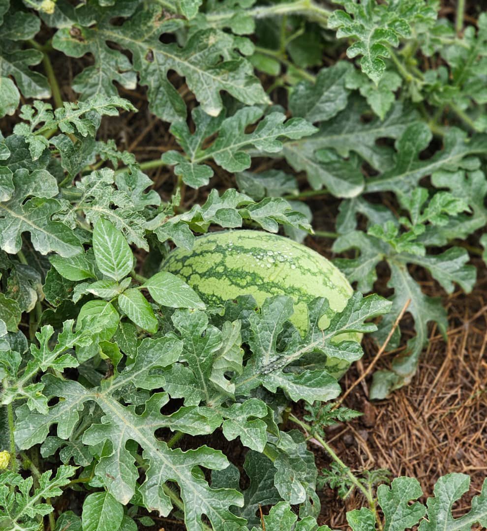 rechnaki's tweet photo. For every farmer who worried about rain: help is here.  
New water schemes mean consistent water for crops, year round.  
#WaterForProduction #FoodSecurity @min_waterUg @GovUganda
#GoldenPosts
@audcomu https://t.co/shZwTPiyW5