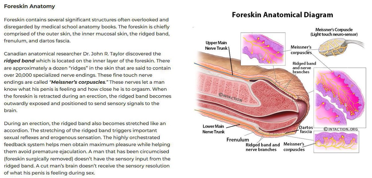 Joseph4GI's tweet photo. @AmcApe_ Minus the nerve endings, sensitivity and lubrication...

Whatever helps you cope, wrinkle dick... https://t.co/Gv1kqjyaIV