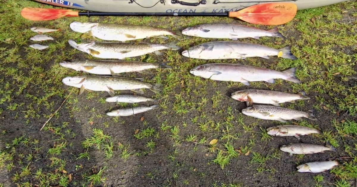 InlandFisherIE's tweet photo. ⚫ IFI is continuing to investigate a serious fish kill on the River Glyde in Co #Louth.

➡️ Read more: https://t.co/QhqqPiwfgB https://t.co/MZP9ptx4UL