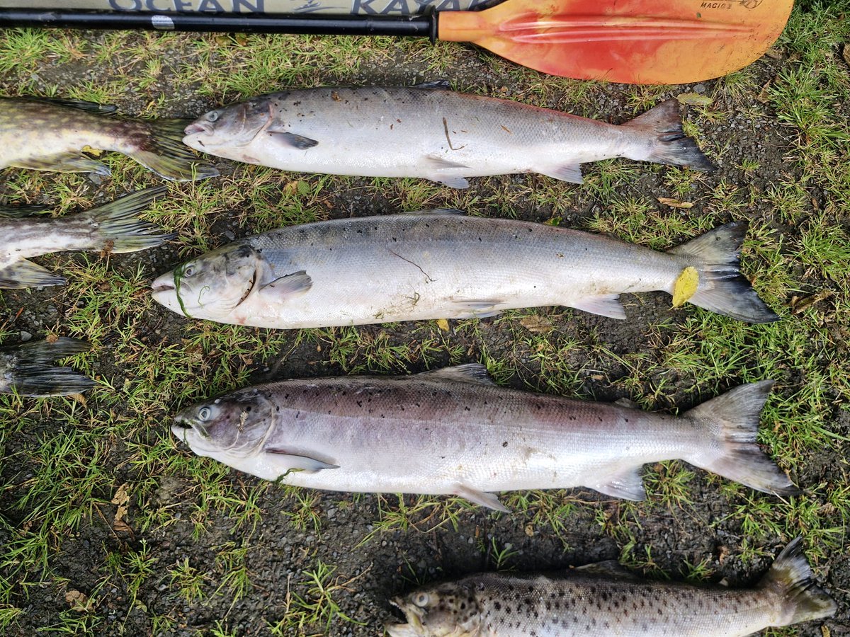 InlandFisherIE's tweet photo. ⚫ IFI is continuing to investigate a serious fish kill on the River Glyde in Co #Louth.

➡️ Read more: https://t.co/QhqqPiwfgB https://t.co/MZP9ptx4UL