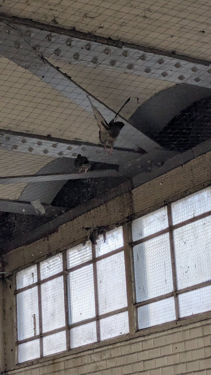 Amelie_3000's tweet photo. Depuis samedi y a des pigeons coincés entre le @Ligne2_RATP et la @Ligne5_RATP à Stalingrad, vous allez faire quelque chose @RATPgroup ?
Y a un de leur camarade mort juste à côté. https://t.co/HUv9eKMn5Z