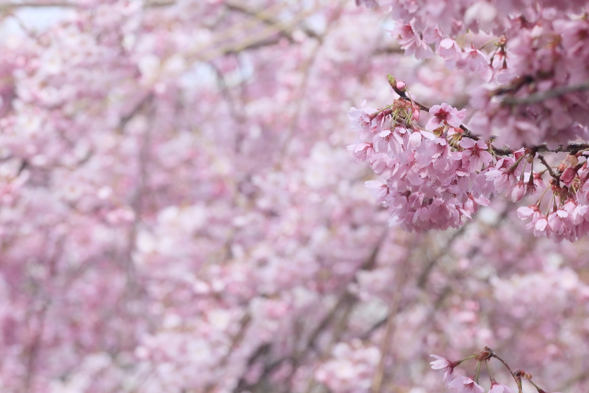 Gwenval431464's tweet photo. Woke up to golden sunlight filtering through cherry blossom trees in Kyoto—today’s adventure feels like a soft, blooming dream. https://t.co/l5ks51dNeU