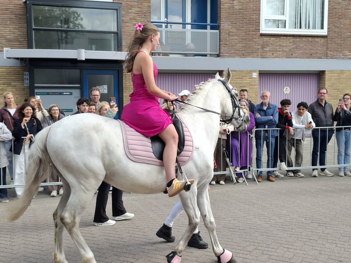 maartenmiller's tweet photo. Vanavond is het examengala van de school van (17). De kandidaten zijn niet alleen heel chique gekleed, maar ze arriveren traditiegetrouw ook met bijzondere vervoermiddelen bij het feest. #Gouda https://t.co/erfnhXiIuF