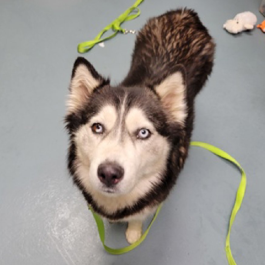 notthesameone2's tweet photo. ๐จ Last call for 3-y/o Blue, now under kill command. At ACC 2 yrs ago & now back b/c owner moving to no pet place. Housetrained, earned 2nd best behavior rating, friendly w/ strangers, gentle w/ kids & dogs, previously lived well w/ a cat. https://t.co/cLk2I9XlsK