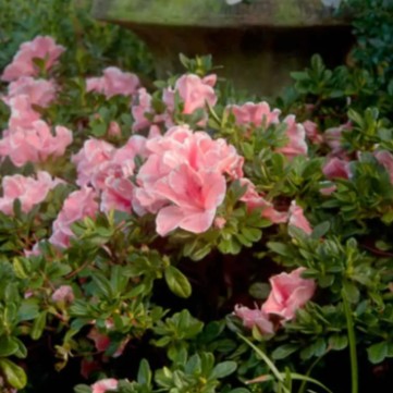 PikeNurseries's tweet photo. Summer Garden Savings
💚 Rose of Sharon, 3 Gal. Pots Reg. 49.99 | SALE 24.99
💚 Encore® Azaleas, 3 Gal. Pots | SALE 24.99
💚 Peace Lilies, 6 Inch Pots Reg. 19.99 | SALE 9.99

Save through Sunday, June 7th https://t.co/qhXidxrHop