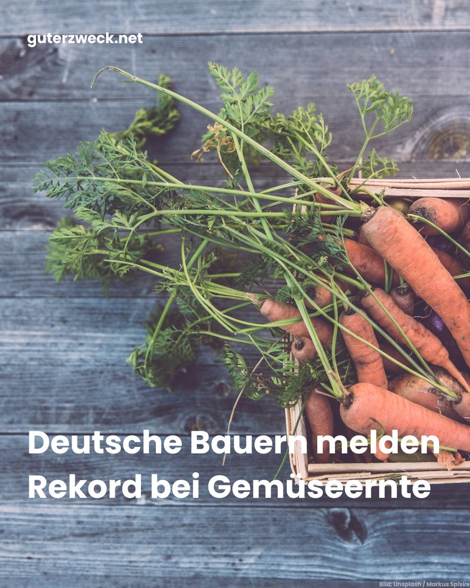 guterzwecknet's tweet photo. Deutsche Gemüsebauern melden einen neuen Rekord bei der Ernte seit Beginn der Aufzeichnungen im Jahr 1990. Weitere Infos im Blog Beitrag: https://t.co/ynLvd1J0Pp https://t.co/R7dq2zmxxA