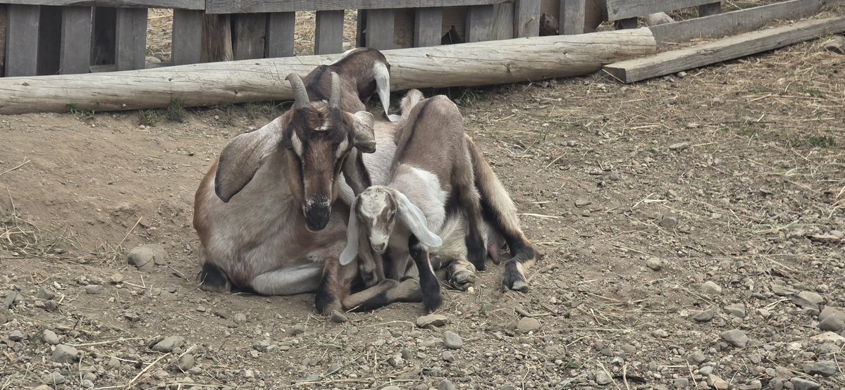DeepWoodsWizard's tweet photo. #goatkids https://t.co/jgNiula8V3