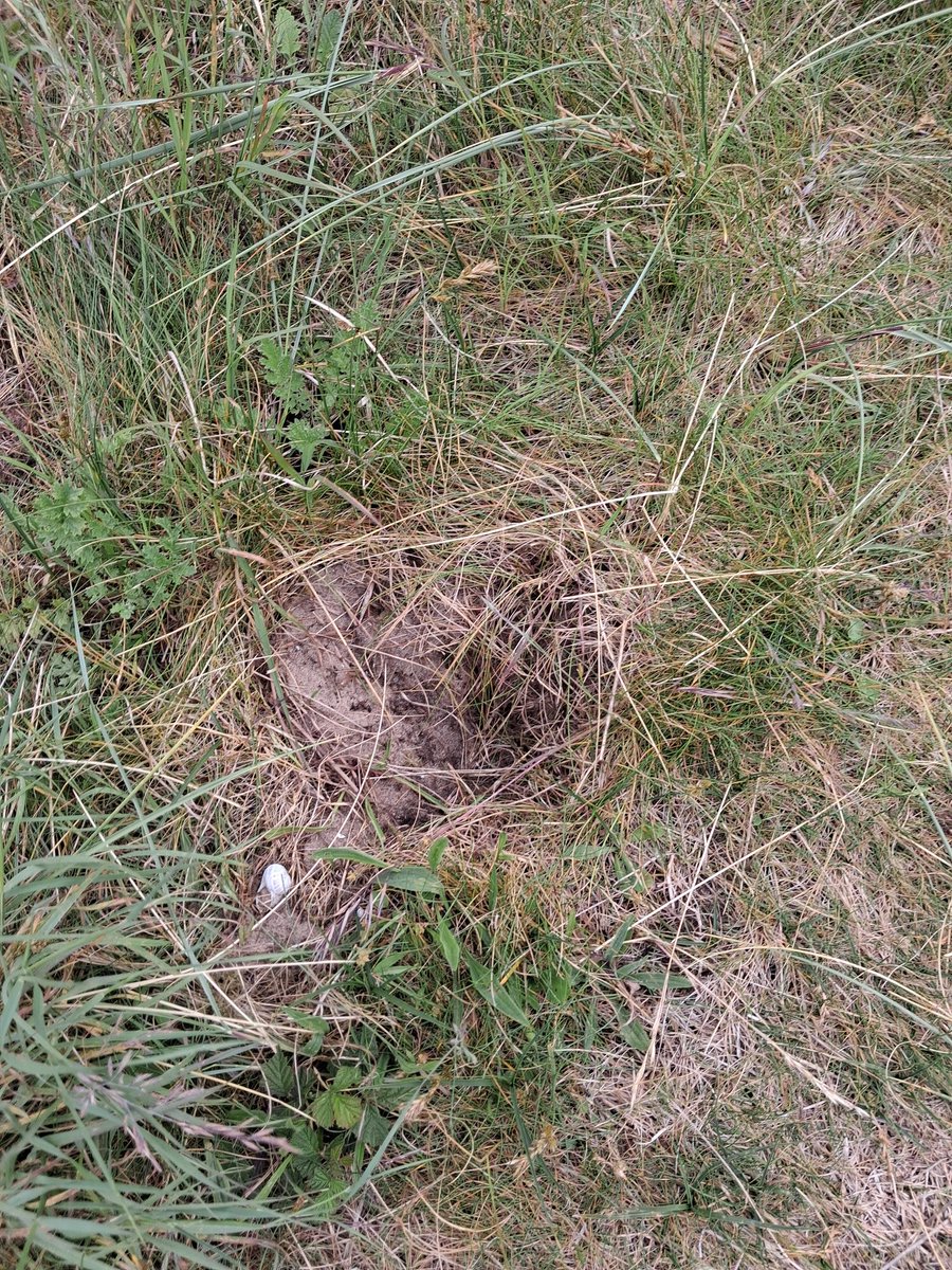 Girlygolfer2013's tweet photo. Another day and another plant recorded.  The pyramidal orchid is superb and I stumbled upon it in the sand dunes.  But sad to see that there were signs of someone removing one.  #sanddunes #pyramidalorchid #fylde @BSBIbotany https://t.co/nLCJjzYfYs