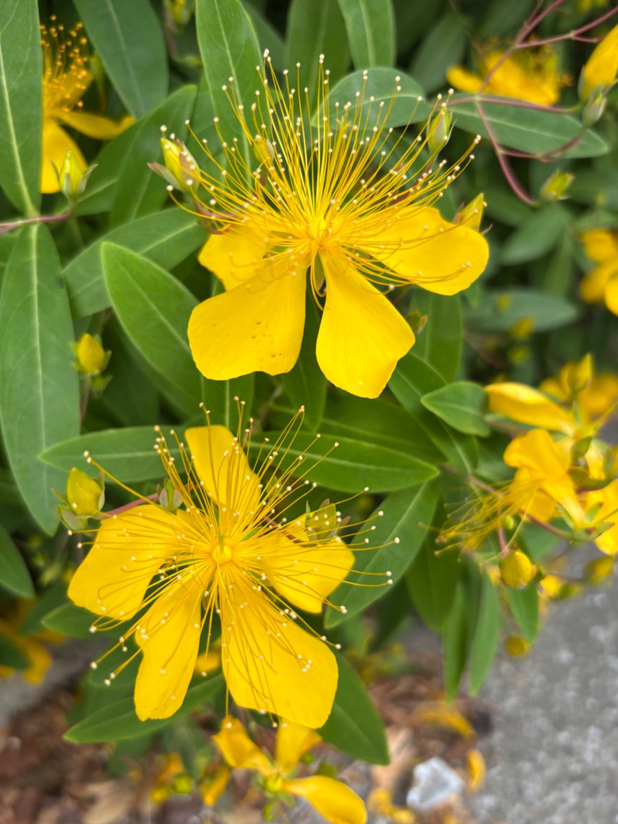 komase_madaishi's tweet photo. おはよう🌍

朝の散歩で見つけたビヨウヤナギ🌼

花言葉は「気高さ」✨

黄金色の花は目立つけれど、
本当に惹かれたのは
雨の日も晴れの日も変わらず
咲いていること。

人も同じかもしれませんね☺️

特別なことをするより、
毎日変わらず頑張ることの方が
実はすごく難しい。

気づけば金曜日。

一週間頑張ったみなさん、
少し早めの「お疲れさま」🍀

今日も素敵な一日になりますように✨

#ビヨウヤナギ  #花言葉 #気高さ #朝散歩 #花のある暮らし #TLを花でいっぱいにしよう #おはようございます #久里浜サラリーマンのお散歩花言葉 #NaturePhotography #FlowerPhotography #Marigold
