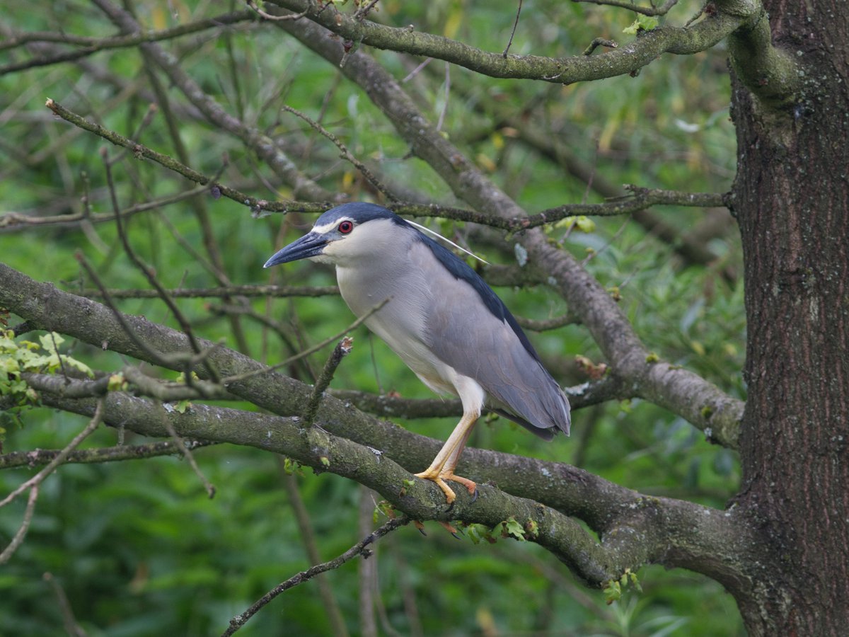 folkfinch's tweet photo. look at my new friend in polish we call him "blind crow" but night heron is also cool https://t.co/fyiW4tCcRZ