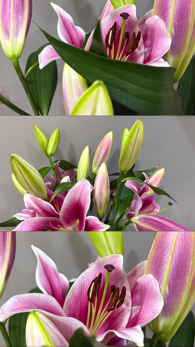 fatm03a's tweet photo. My gorgeous lilies 🪷 https://t.co/dSEIdFiBWv