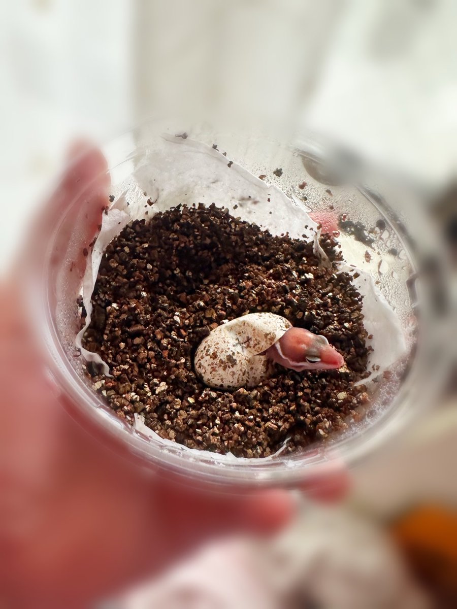 Hisaki_Reiko's tweet photo. 新しい命

無事に2匹誕生できた

🥚→🦎 https://t.co/jpNH2IVLr7