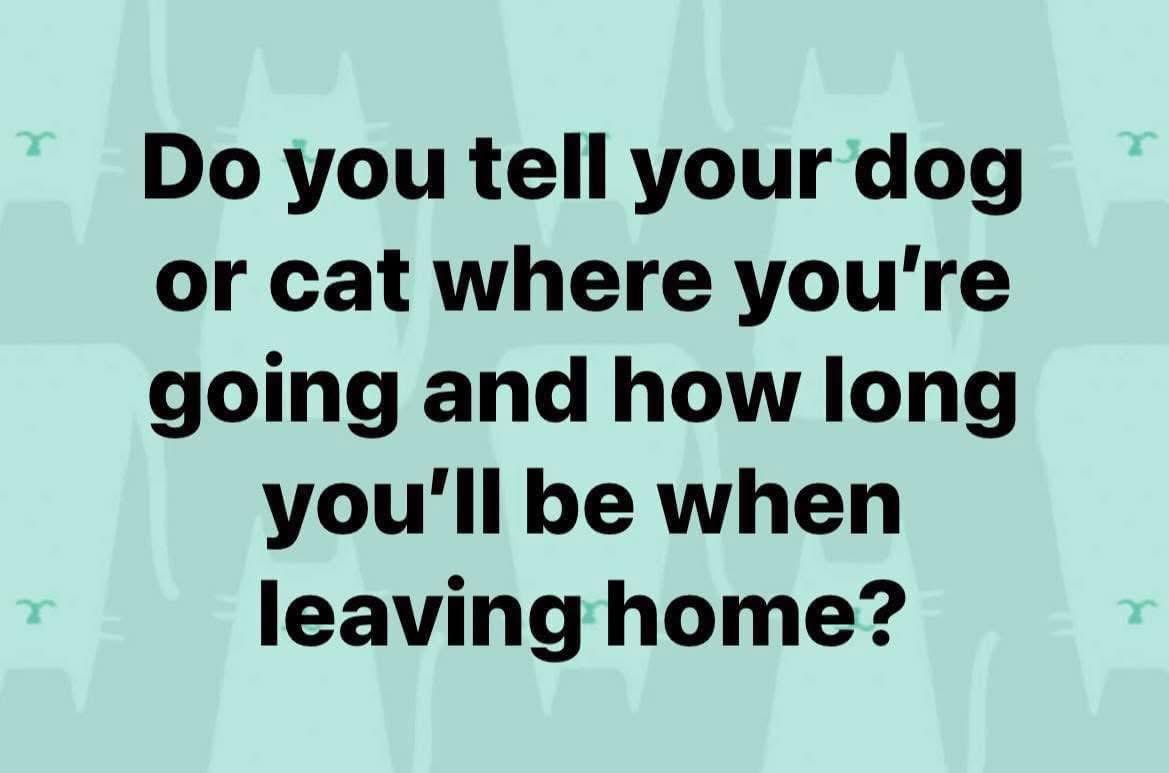 SolihullUpdates's tweet photo. 🐕 😆 🐈‍⬛ #Solihull https://t.co/hoYIgYqbpk