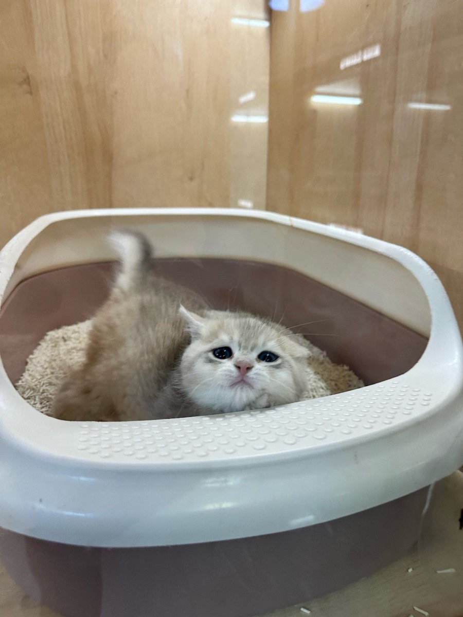 sophkay34's tweet photo. My tiny furball just hit 3 months old today! Watching her learn to chase her tail and curl up in my palm makes every quiet evening feel extra warm. Grateful for this little life growing right beside me ， https://t.co/GjnRU6p3dX