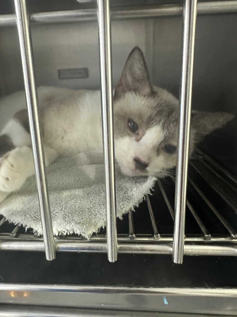 ayudemosapluto's tweet photo. Everything went perfectly after their surgeries, thank God, but we haven't raised anything yet 😞 Spaying and neutering are so important, especially in a shelter. Our work doesn't stop, please help us make it happen. We need $320 for 4 surgeries today (2 female dogs and 2 male cats). We're counting on you. https://t.co/HLraoMCFst