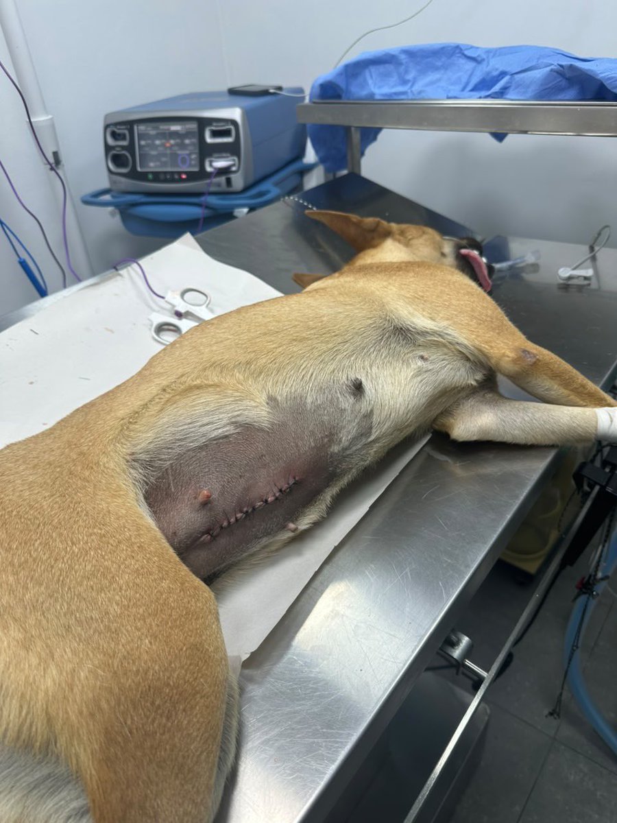 ayudemosapluto's tweet photo. Everything went perfectly after their surgeries, thank God, but we haven't raised anything yet 😞 Spaying and neutering are so important, especially in a shelter. Our work doesn't stop, please help us make it happen. We need $320 for 4 surgeries today (2 female dogs and 2 male cats). We're counting on you. https://t.co/HLraoMCFst