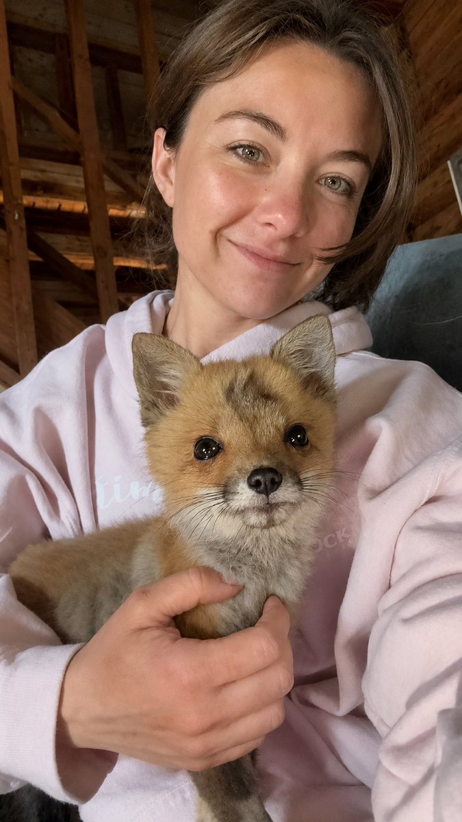 arcticfoxdaily's tweet photo. The announcement our new friends from the crypto world have been waiting on:

📣 Arctic Fox Daily Wildlife Rescue has officially received the funds that have been generated thus far through the Pump Fun x Donate GG collaboration.

This feels like such a surreal update to type, because this deposit of $150,000 that just hit our sanctuary’s bank account is going to be incredibly impactful for our mission.

Over the past several weeks, an orphaned Red fox I took in, named Apple, captured the attention of people far beyond our usual audience, and somehow that attention grew into support for our rescue from an entirely different corner of the internet than I ever expected.

What started with Apple’s story going viral ultimately introduced thousands of new people to Arctic Fox Daily, our mission, and the animals who call this place home. To every person who played a role in that - primarily through the lovely $Apple community, and also through other groups and communities rallying around our rescue, sharing our content, asking questions, donating directly, or simply cheering us on with encouraging words - thank you!

I would also like to thank @leap_xyz and the teams at @donatedotgg and @Pumpfun for the work that went into making this collaboration happen.

As someone who was learning the bare minimum about this world in real time, I know I probably wasn’t always the easiest beneficiary to work with - I asked a lot of questions, to say the least. So, I appreciate the patience, communication, and effort that went into getting this across the finish line! Because of it, real animals WILL directly benefit. And in addition, I genuinely believe MANY other nonprofits will benefit as well; it’s truthfully a brilliant, niche business idea, and I’m grateful that Arctic Fox Daily has been given the opportunity to be a part of it. 

I also want to thank the people who chose patience, kindness, and grace throughout this process. This was a brand new collaboration with a lot of moving pieces behind the scenes, and there were plenty of questions that I didn’t always have answers to - nor can I keep up with the influx of messages the way I wish I could, especially during baby wildlife season. The people who continued to be supportive while allowing things to unfold properly have my most sincere appreciation. 🙏🏼

I want to be careful not to make promises about specific outcomes, because wildlife rescue, sadly, doesn’t work that way. Animals don’t always cooperate with our plans, every day with Apple is a gift, and treatment does not come with guarantees. But, what I CAN say is this:

Options that may have once been out of reach until a fundraiser goal was met are now on the table. 🍏🧠

If Apple’s veterinary neurology team ultimately determines that she is an appropriate candidate for neurosurgery, the conversation will not have to pause just because funding is not yet available. In a case where time matters as much as it does with these sensitive hydrocephalic patients, that is an incredible gift. Whether surgery ultimately becomes part of her story or not, knowing that financial limits no longer have to dictate that conversation is something we do not take for granted.

Beyond Apple, these funds represent opportunity! Opportunity to improve and maintain our facility, to ultimately expand what we are capable of doing, and to help animals that have not even arrived here yet. I am so excited to put that support to work!

Though I am certainly not savvy to the world of crypto logistics, I do know that those of you who participated in this did not have to purchase a meme coin that our rescue was selected to benefit from. So, to our new friends in the crypto world who did, thank you for being part of this! Thank you for taking a chance on #Applethefox and, in the process, helping our entire organization! This has been one of the most unexpected partnerships I’ve ever witnessed unfold, and I’m excited to see where it goes from here. 🫶🏼