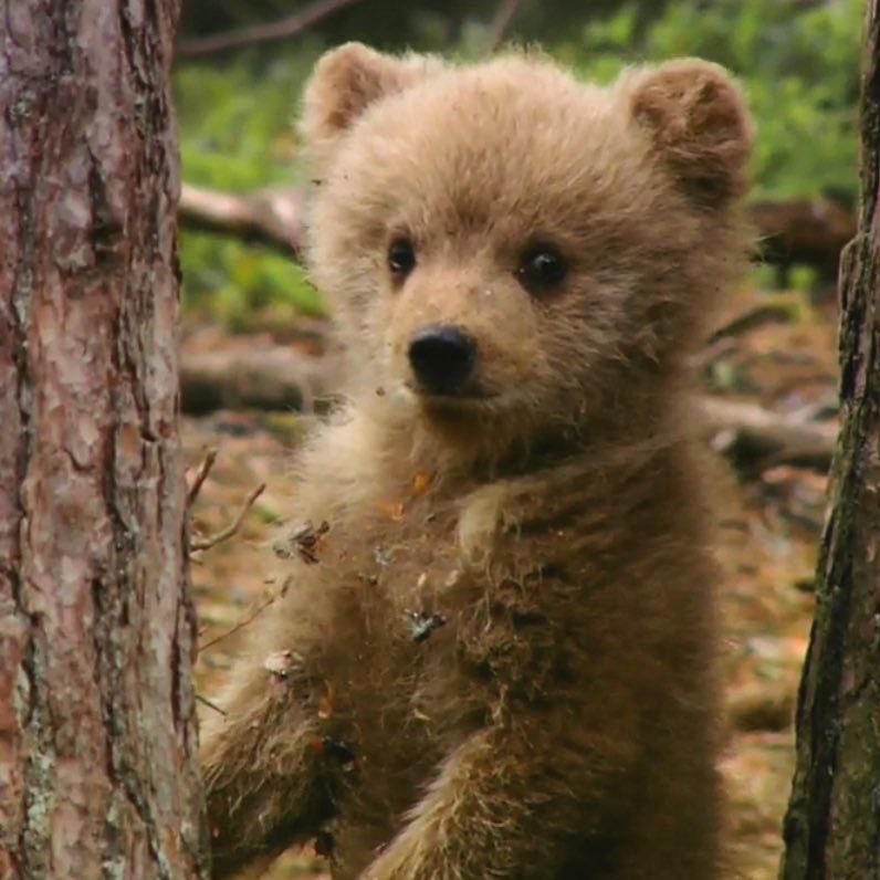 rawfearss's tweet photo. he’s so brown bear cub coded https://t.co/RNQh643hJL