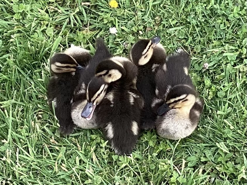 IsabeauMacG's tweet photo. Fluffy duck huddle https://t.co/PqahdgOK35