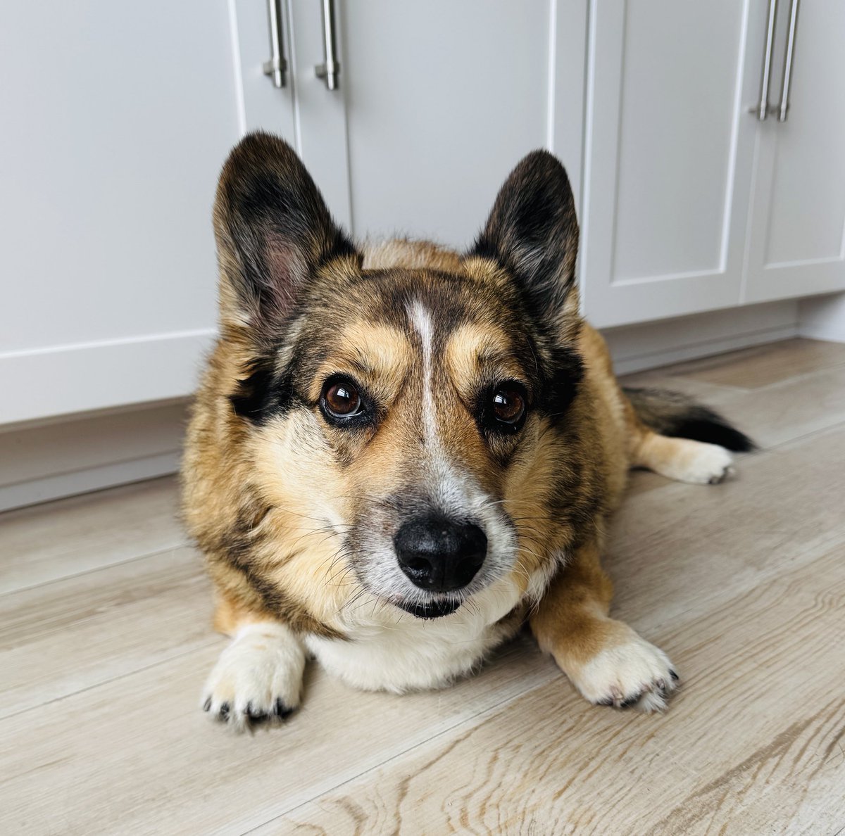 bridgetmc's tweet photo. @Butterfly12T Happy International Corgi Day! From my corgi to yours! 🐶🐶 https://t.co/Hq4eEMvFYN