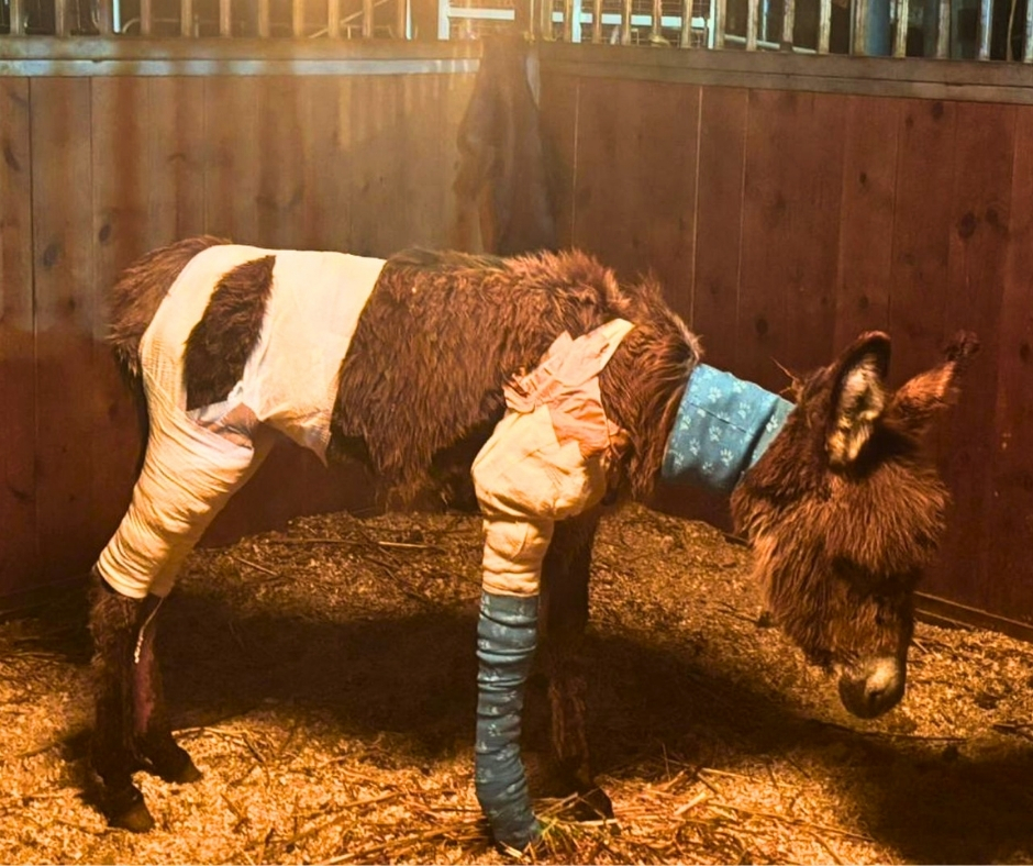 Network4Animals's tweet photo. 🇮🇱 Baby Inbar, a 5-month-old donkey foal, is in critical condition after horrific abuse in southern Israel 🫏🏥

Rescued by SOS, she needs urgent treatment to survive. We must raise $16,800 (£12,390) for 6 months. Please help her live. 

🔗 Donate here: https://t.co/c5QfITjdo4. https://t.co/nkQgy07NoG