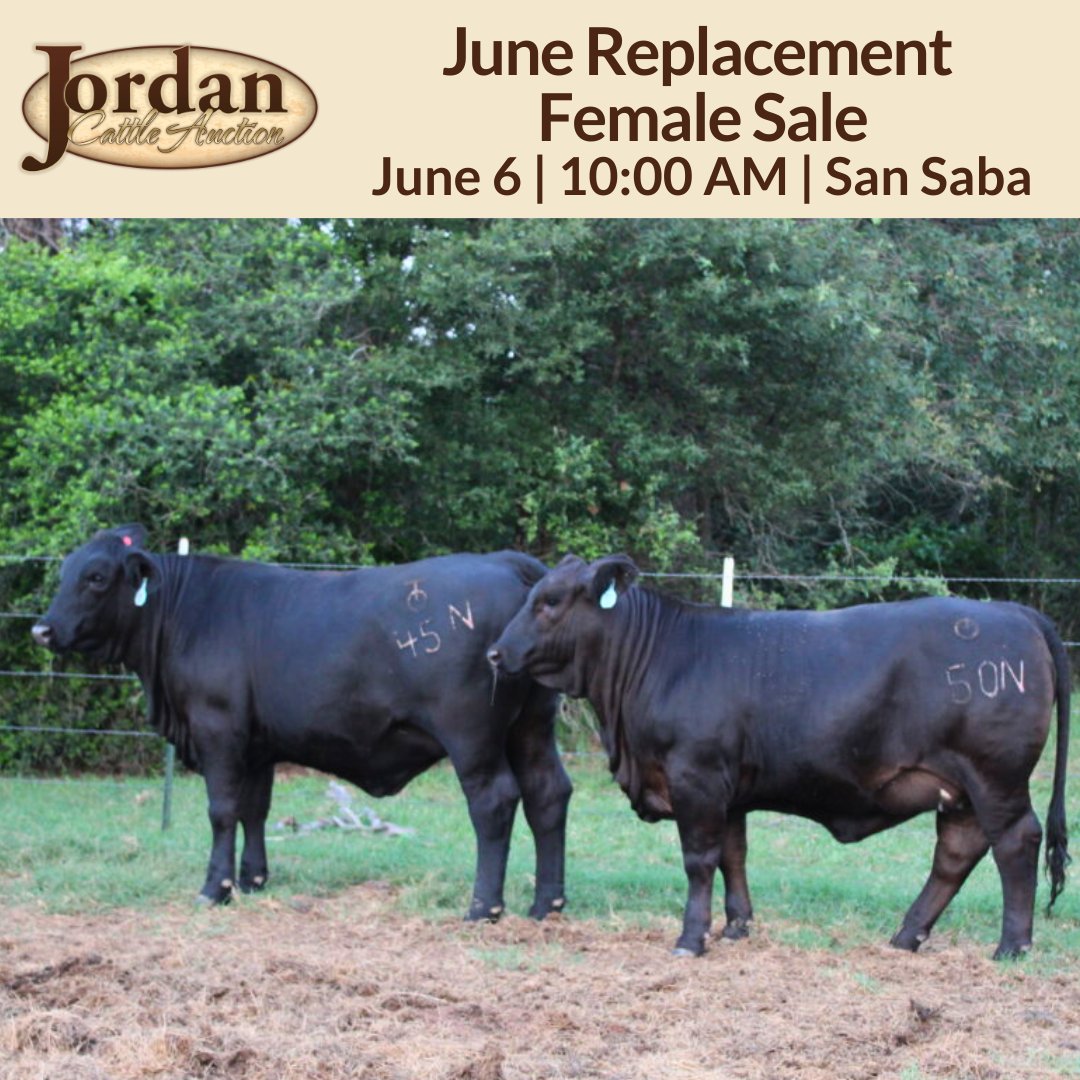 JordanCattle's tweet photo. Want to bid in Saturday's Replacement Female Sale but can't get to San Saba? With https://t.co/gwwHIl8zAW you can view the sale and bid in real-time. If you want to bid online, please request approval early to ensure you are approved to bid!

Details: https://t.co/Adbh2YV3CX https://t.co/AQL4OI4goB