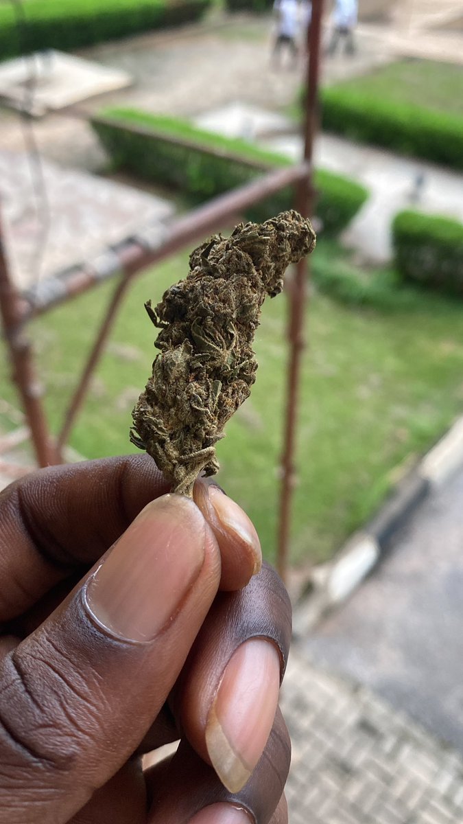 McZain59274's tweet photo. is cutting weed 🍃 the only way to smoke  it? https://t.co/bakuujVfeF