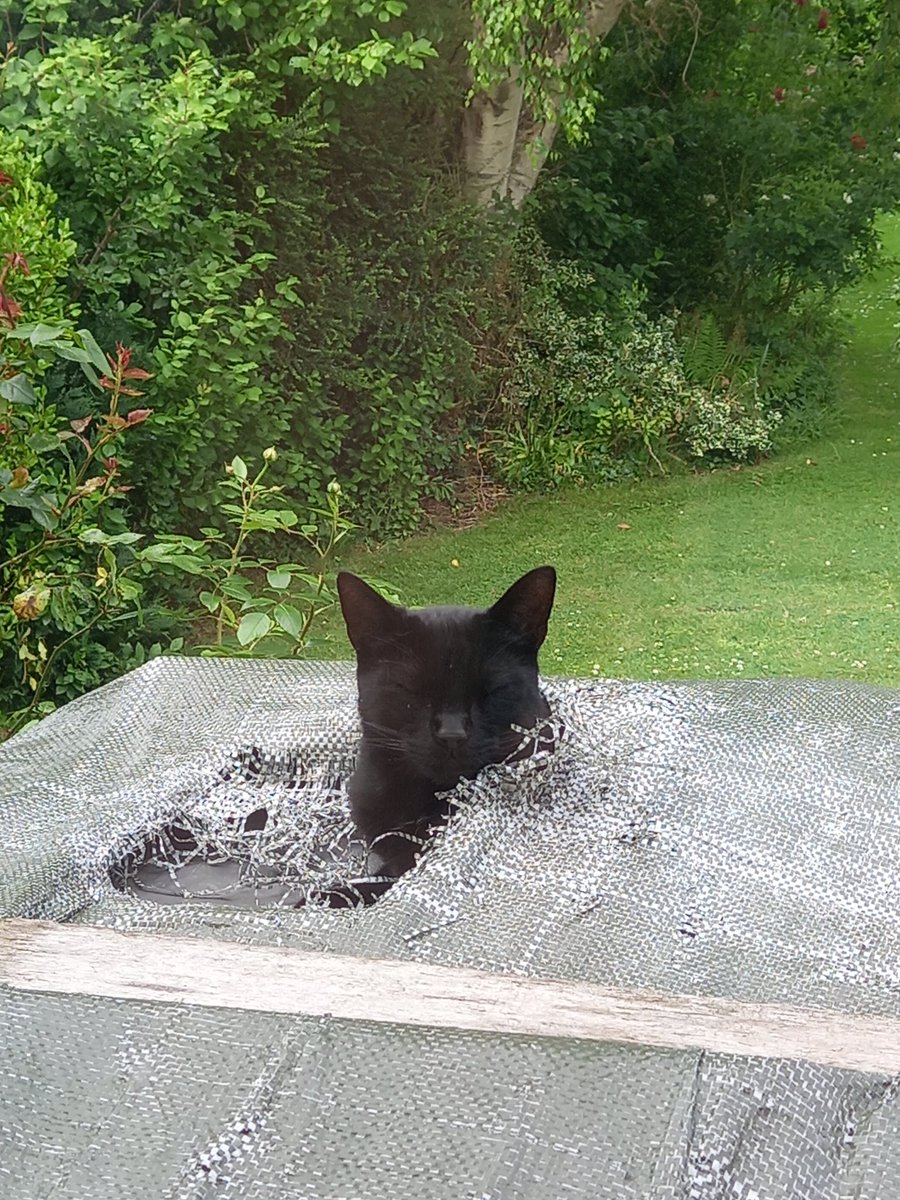 napeyatch's tweet photo. @HaziKat Billy has a tarpaulin you can use to cover up that monstrosity until the staff can buy a new, more substantial one?  One that can withstand 'an ostrich' 🤔🤣 https://t.co/fTzCvWNCQk