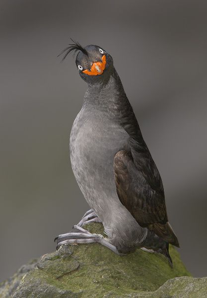 natural77384672's tweet photo. Crested Auklet (Aethia cristatella), a small seabird found in the North Pacific and Bering Sea .It is easily recognized by its distinctive forward-curving crest of black feathers and bright orange bill. During mating season, these birds release a unique citrus-like scent used to attract mates. They live in massive, dense colonies that can number up to one million individuals.