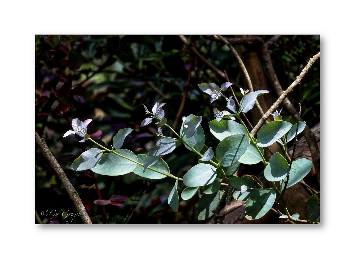 CGryph's tweet photo. Bonsoir ! 😊

Je ne pose pas souvent de devinettes (jamais ? 🤔),
mais ce soir, qui identifiera ce végétal du jardin ? 😉

#Bretagne #Morbihan #Nature #NaturePhotography #Photographie https://t.co/o3joODMyNQ