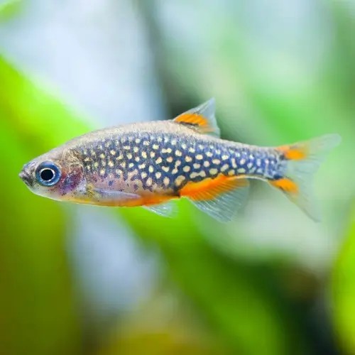 WattleyDiscus's tweet photo. Galaxy Rasbora: vibrant, peaceful, and perfect for planted tanks. Add a touch of cosmic beauty to your aquarium. Shop now: https://t.co/RS22toZBrE #GalaxyRasbora #NanoFish #WattleyDiscus https://t.co/jmjdakERcz