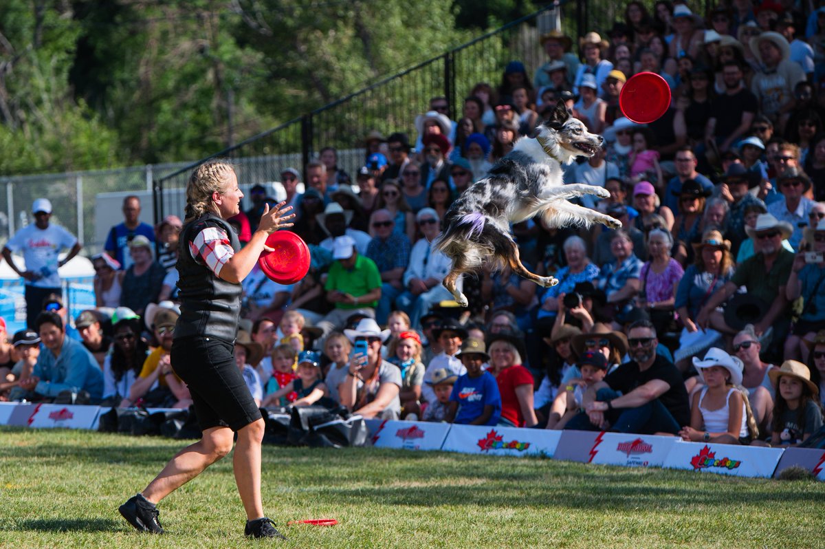 calgarystampede's tweet photo. Dog Bowl presented by Safeway is back with SuperDogs: Full Throttle, a high-octane, Calgary Stampede-exclusive production!

This all-new, high-energy show is packed with speed, incredible stunts and nonstop action. From lightning-fast agility to soaring frisbee tricks, these talented dogs and trainers bring game day excitement to every performance. 🐾

🎟️ Best part? It’s FREE with admission to Stampede Park! Get your Stampede SuperPass and enjoy 10 days of entry to all the excitement, including talented dogs, magical shows, live music and much more: https://t.co/j0cPOb7r1a 

@SafewayCanada