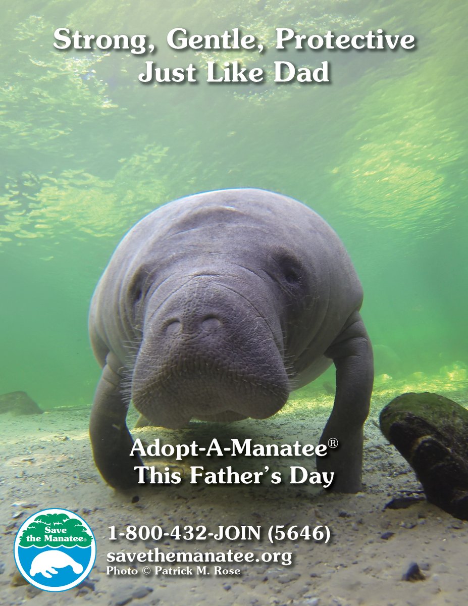 savethemanatee's tweet photo. June 21st is Father's Day!
Still looking for the perfect gift? Adopt a manatee at https://t.co/Gddswh1nOU https://t.co/zF80tL0bsX