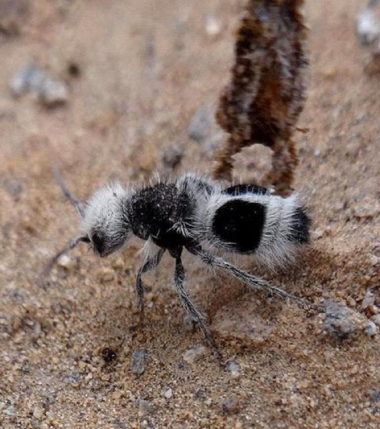 ScienceThing5's tweet photo. 🚨 This is a Panda Ant, Natures Fuzzy Warrior with a Powerful sting and a Panda-like look. https://t.co/pNeY8WyJvd