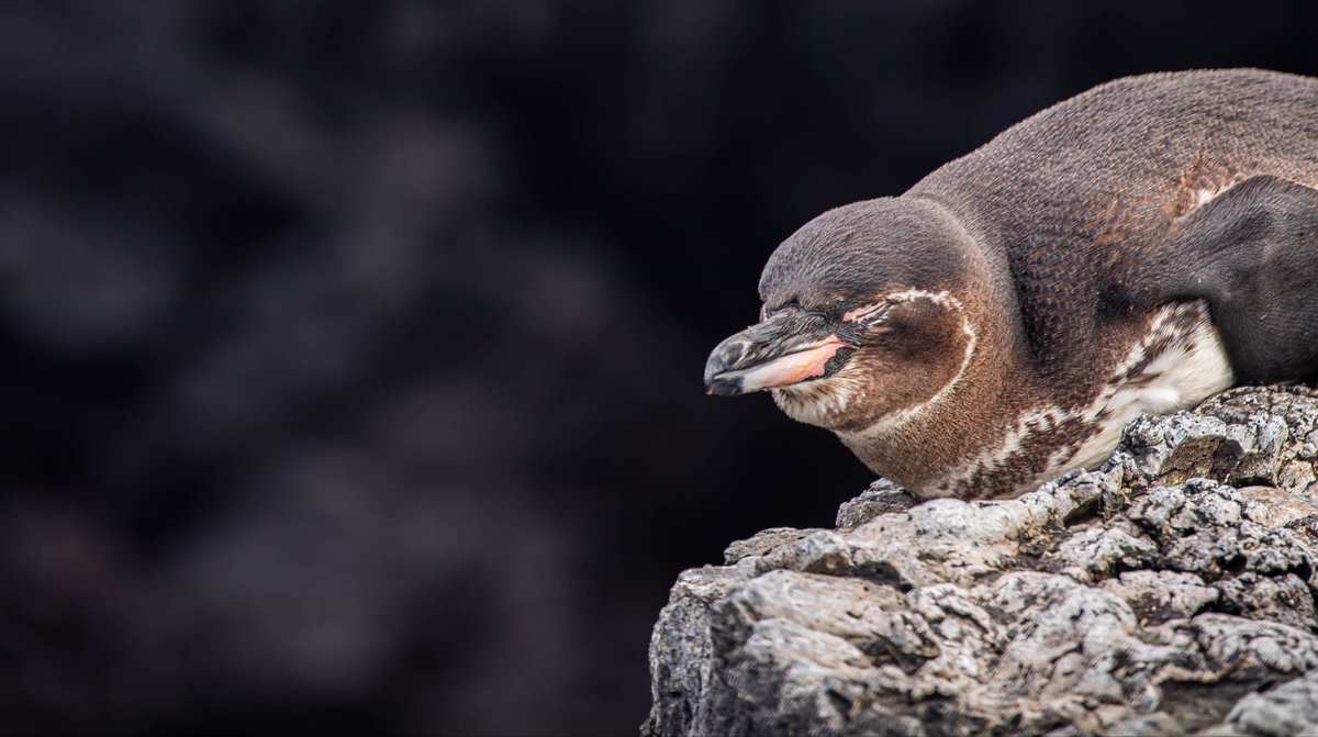 CamiAdventures's tweet photo. 🐧🦩💙 Wildlife dreams come true in the #Galapagos!Our travelers captured incredible moments with Galápagos Penguins, Flamingos, and the iconic Blue-footed Boobies while exploring the islands with local tour operator #CamiAdventures.✨Ready for your own adventure?#Ecuador https://t.co/mOvlXgi4jo