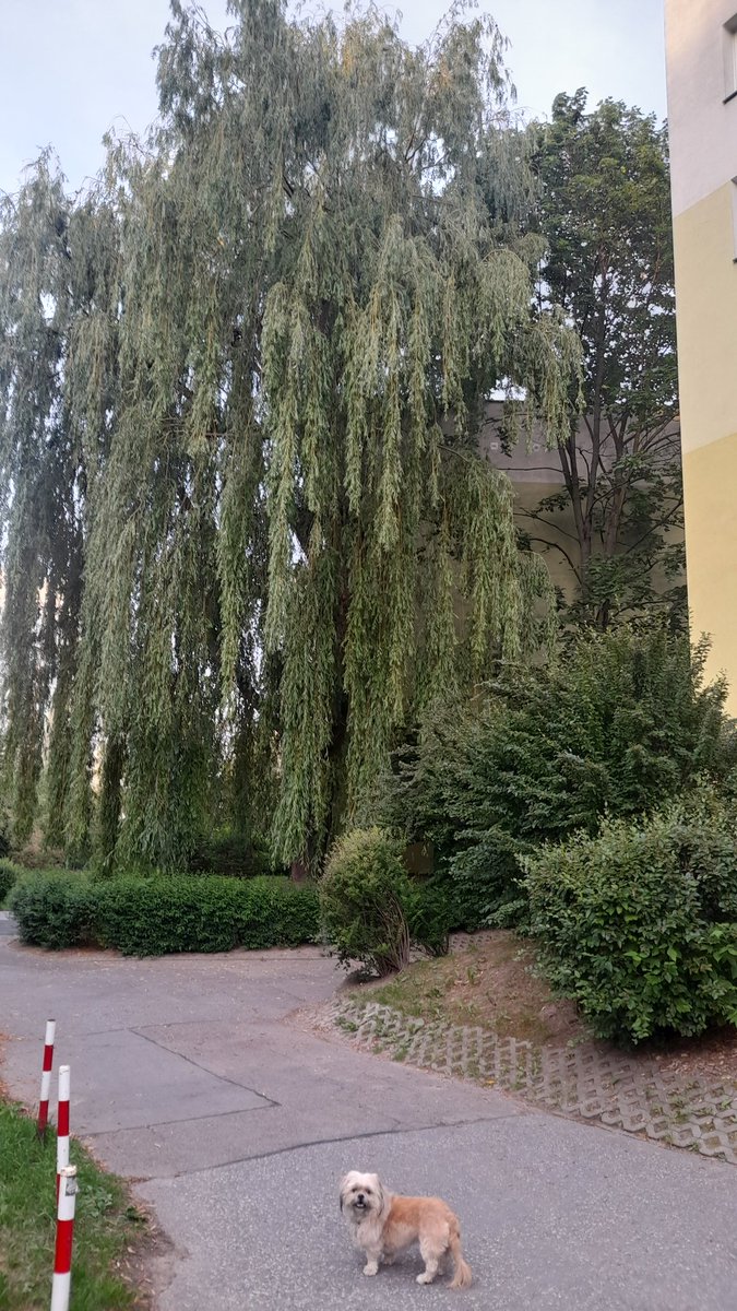 Awennon's tweet photo. Some parts of my neighbourhood feel like a forest that just had some blocks and pavement placed in it.
And I absolutely love it!
I live in the best district of the capital. https://t.co/ECBn5nnoaW