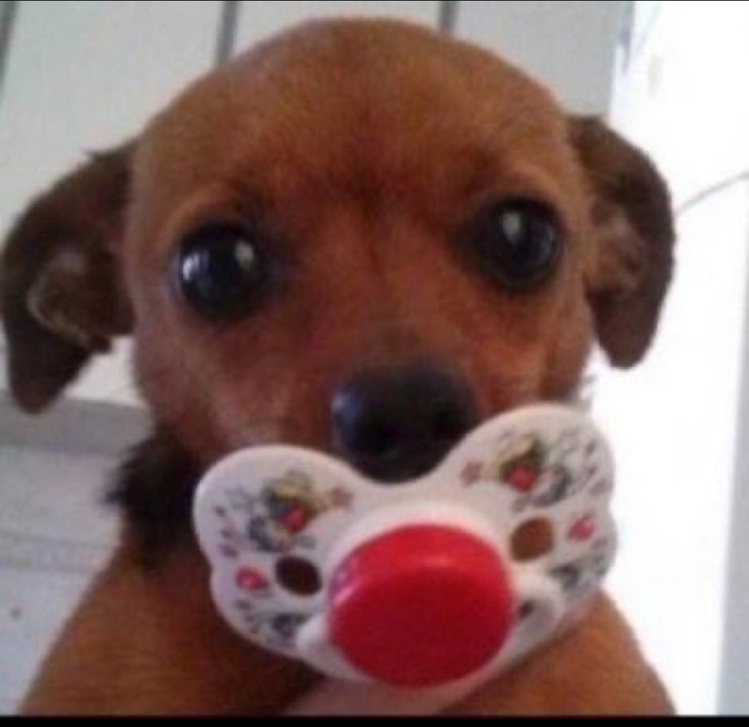 Sunga_deMithril's tweet photo. @obleviati @ggygur7 Aí amig, eu foco gag as vezes quando acordo depois de dar aquele sono maravilhoso e pesado e a minha  fronha tá suja de baba, que ódio. https://t.co/P4CRUAYpE6