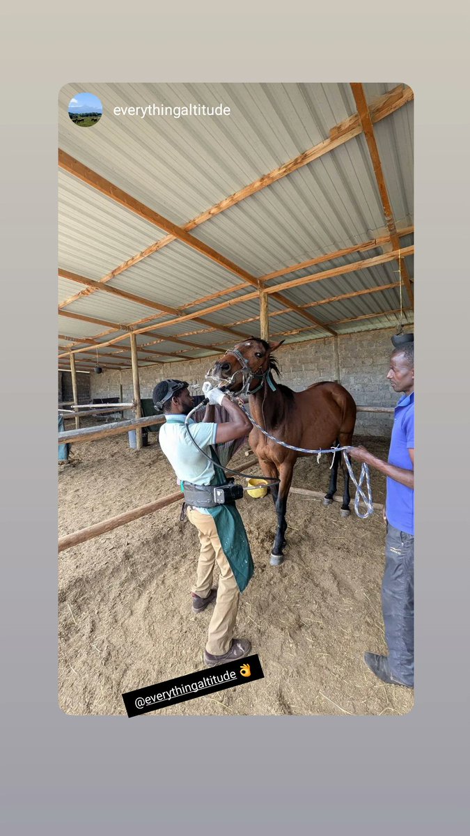 Songoks50's tweet photo. Altitude, attitude, and healthy teeth. 👌🐴 https://t.co/aqnwJHXAZS
