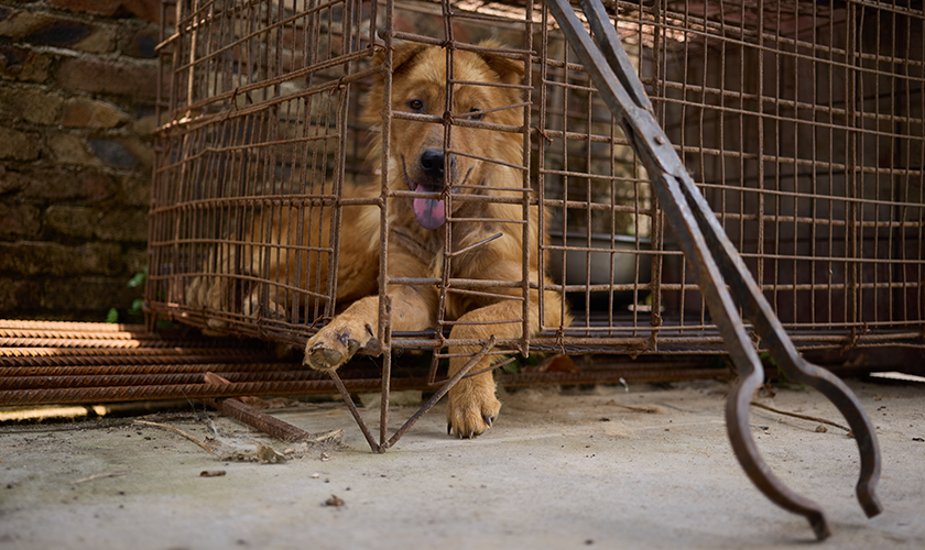 DogProtector23's tweet photo. A dog meat slaughterhouse has been identified near Yulin, China, where many dogs are killed every week. Rescue urgently needed. Please join me in donating any amount to @humaneworldorg so they can undertake this rare, time-sensitive rescue opportunity.
https://t.co/nIZYXiZlaT https://t.co/qZxsmf1ByN