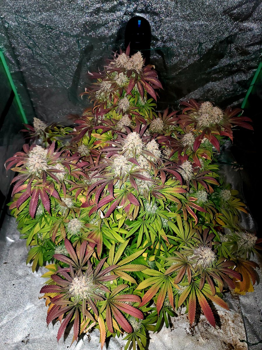 Medical Grower 420 🇺🇸 tweet media