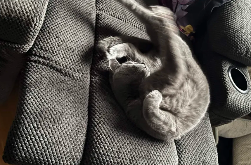 VHeartClips's tweet photo. 🐾 Diese Katze hat bereits ihren Consens auf der Website gegeben, DU AUCH?? 🐾

🫵 Wenn nicht dann mach es JETZT!🫵

Nicht nur den FULL RELEASE sondern noch die neue FOLGE VHEART ERWARTET EUCH Morgen um 16:00 Uhr!

#fürdiesüßmäuse

Link zur Website:
https://t.co/ys41Rh9I5e

TamTam