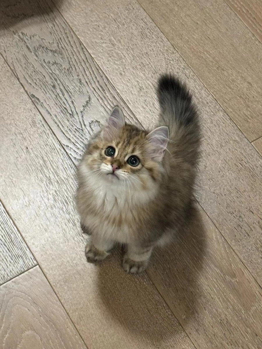 Bhshdw's tweet photo. 오늘 친구가 친구 집의 새끼 고양이를 보러 왔어요. 정말 너무 귀여워서 친구에게 며칠 동안 맡아줄 수 있는지 물어보고 싶어요. https://t.co/F1ucheIu8q