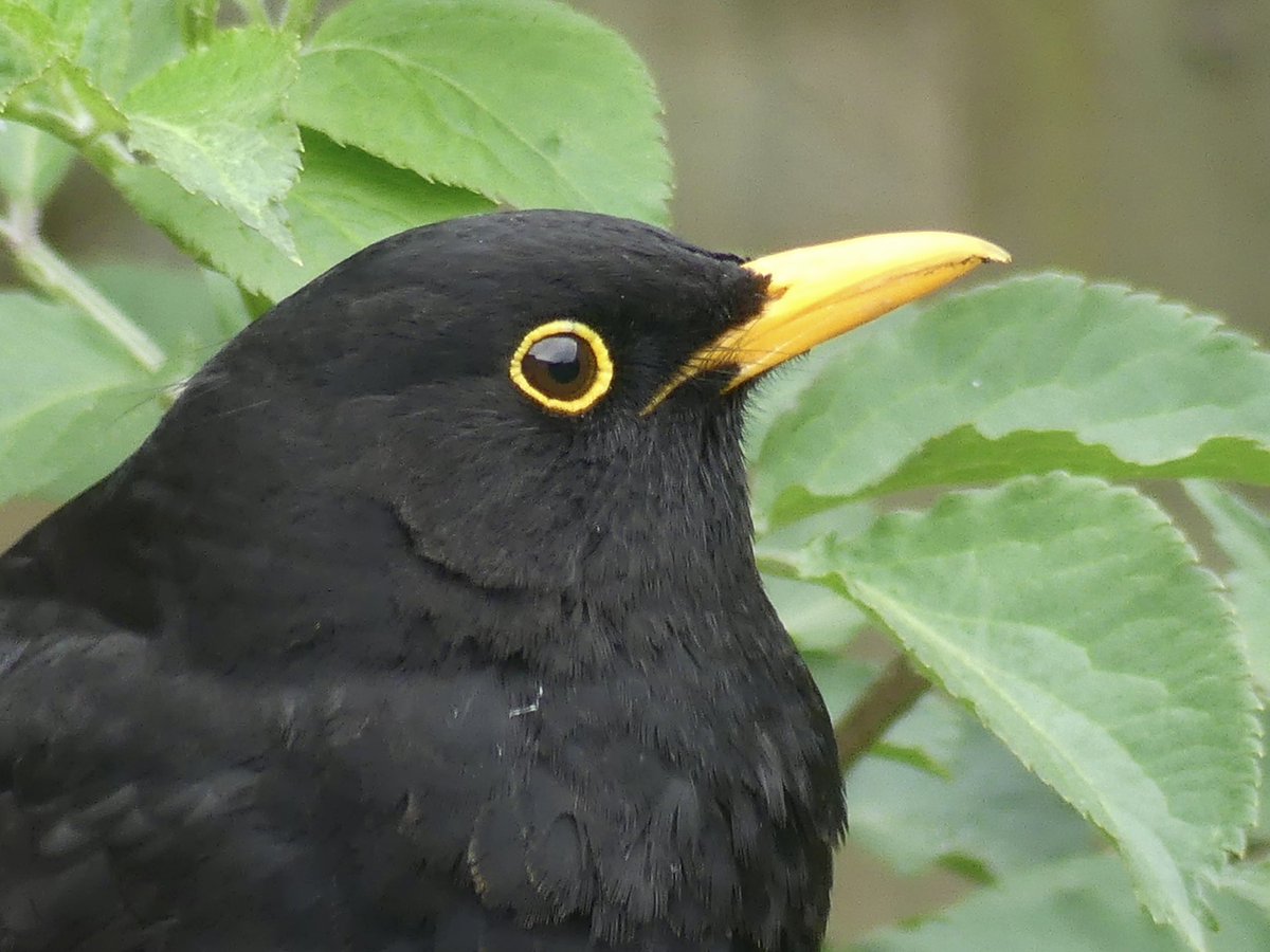 JoshsWildlife's tweet photo. A male blackbird, one of my gardens most frequent visitors.

#BirdingScotland #UKBirding #Birds https://t.co/x5XkffTMV7